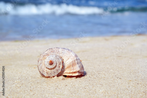 Shell on sand at sea shore. Summertime