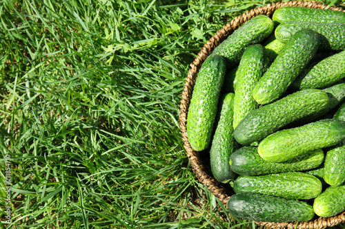 Wicker basket with ripe fresh cucumbers on green grass  top view
