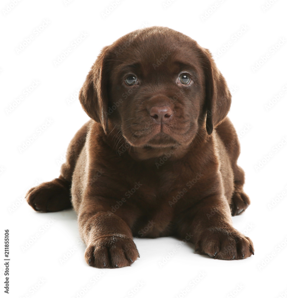 Chocolate Labrador Retriever puppy on white background Chocolate Labrador Retriever puppy on white background