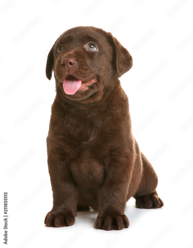 Chocolate Labrador Retriever puppy on white background