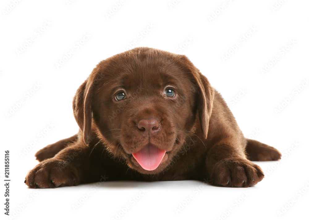 Chocolate Labrador Retriever puppy on white background Chocolate Labrador Retriever puppy on white background