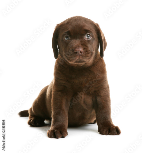 Chocolate Labrador Retriever puppy on white background