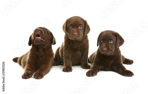 Chocolate Labrador Retriever puppies on white background