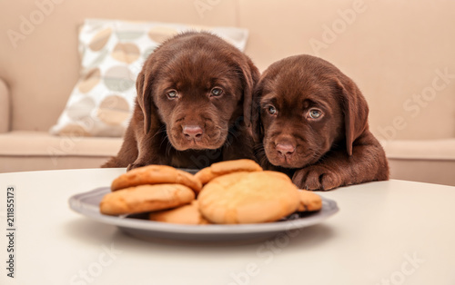 Fototapeta Naklejka Na Ścianę i Meble -  Chocolate Labrador Retriever puppies near plate with cookies indoors