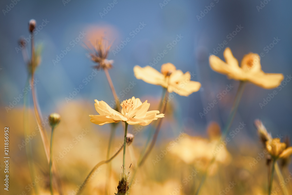 Beautiful yellow cosmos flowers in the field.  Processed in vintage color tone.