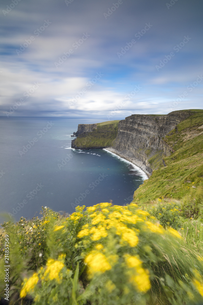 Wild flowers on steep reefs of Cliffs of Moher, The Burren, County Clare, Munster, Republic of Ireland Wild flowers on steep reefs of Cliffs of Moher, The Burren, County Clare, Munster, Republic of Ireland