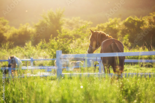Green meadow and Grasses with morning dew at foreground and horses in stable as background with gold sunlight
