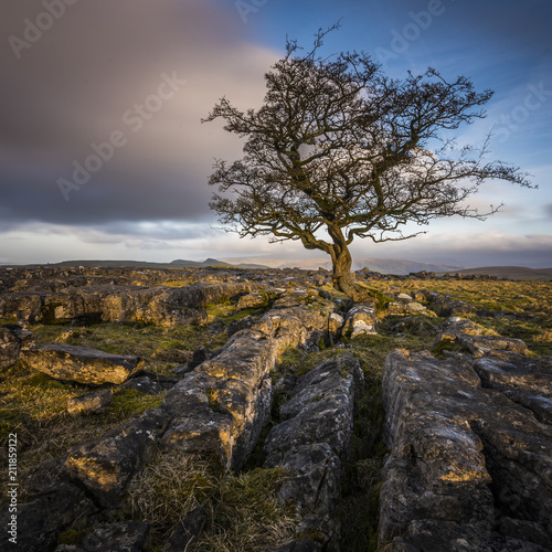 A lone weathered tree in amongst the limestone pavement of the Yorkshire Dales National Park, Yorkshire photo