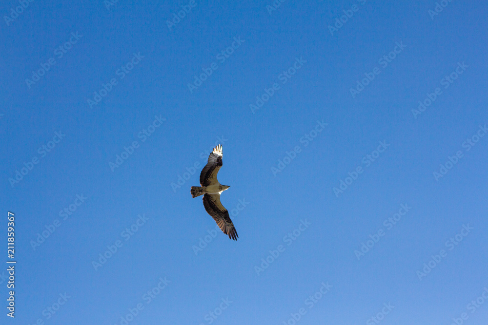 Florida osprey in flight Florida osprey in flight