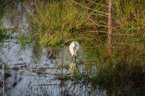 Egret looking for a bite to eat photo