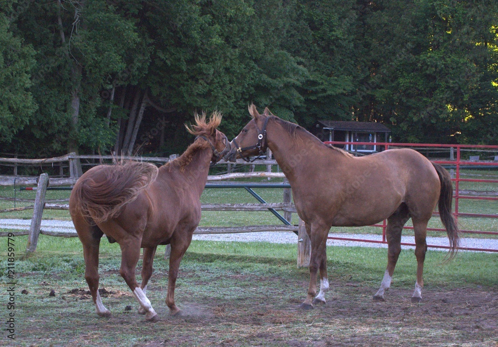 Obraz premium Horse Play