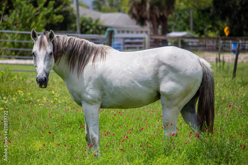White horse enjoying a hot sunny day