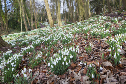 Snowdrops in woodland at the Rococo Garden, Painswick, The Cotswolds, Gloucestershire photo