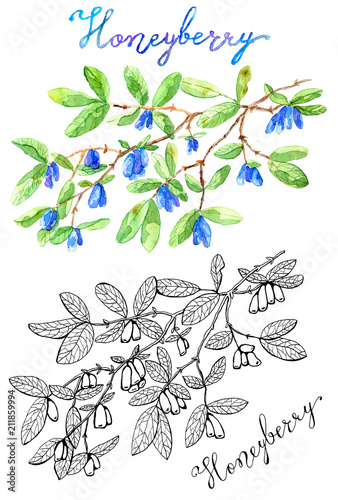 Drawings of honeyberry isolated on white in colorful and black and white styles. Vintage nature concept, hand drawn botanical illustration with watercolor design elements