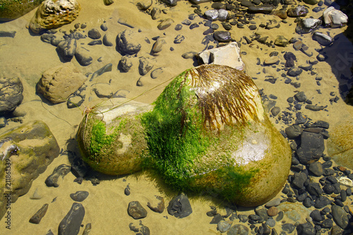 Kelp draped on rocky protrusions