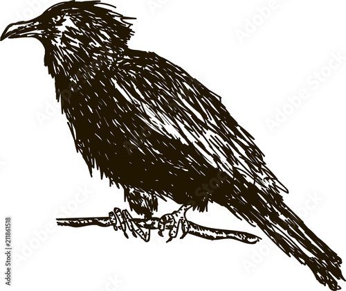 Vintage drawn raven. Crow, bird sketch.