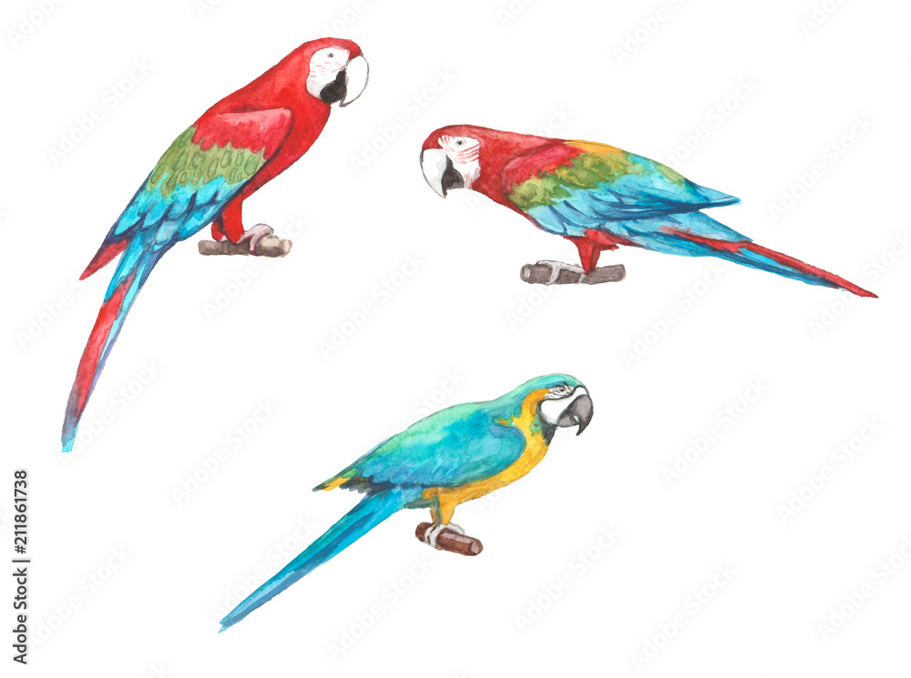 Obraz Set of colorful tropical macaw parrots