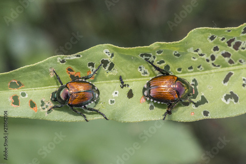 Japanese Beetle (Popillia japonica)