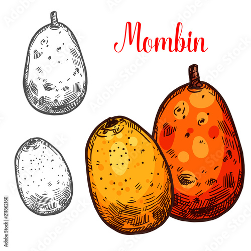 Mombin vector sketch tropical fruit
