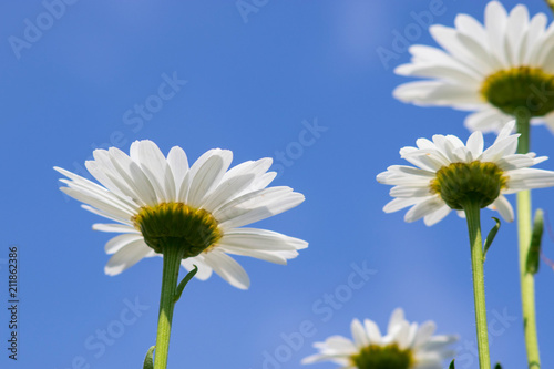 Daisy sky © denise