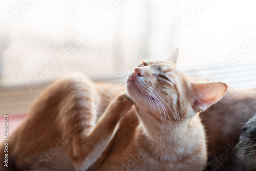 Fototapeta Naklejka Na Ścianę i Meble -  Ginger cat is scratching itself, cute pet at home