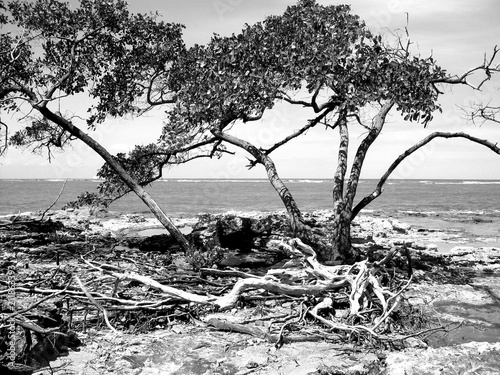 TREES AT THE BEACH