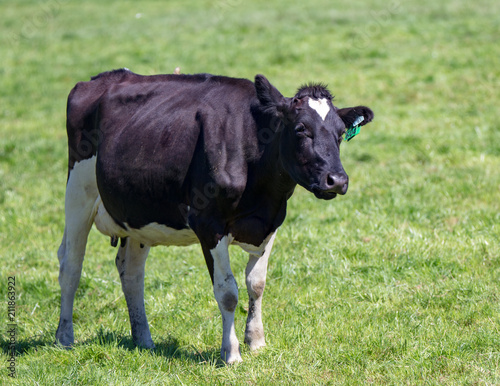 Fototapeta Naklejka Na Ścianę i Meble -  A black and white friesian cow in a grassy field