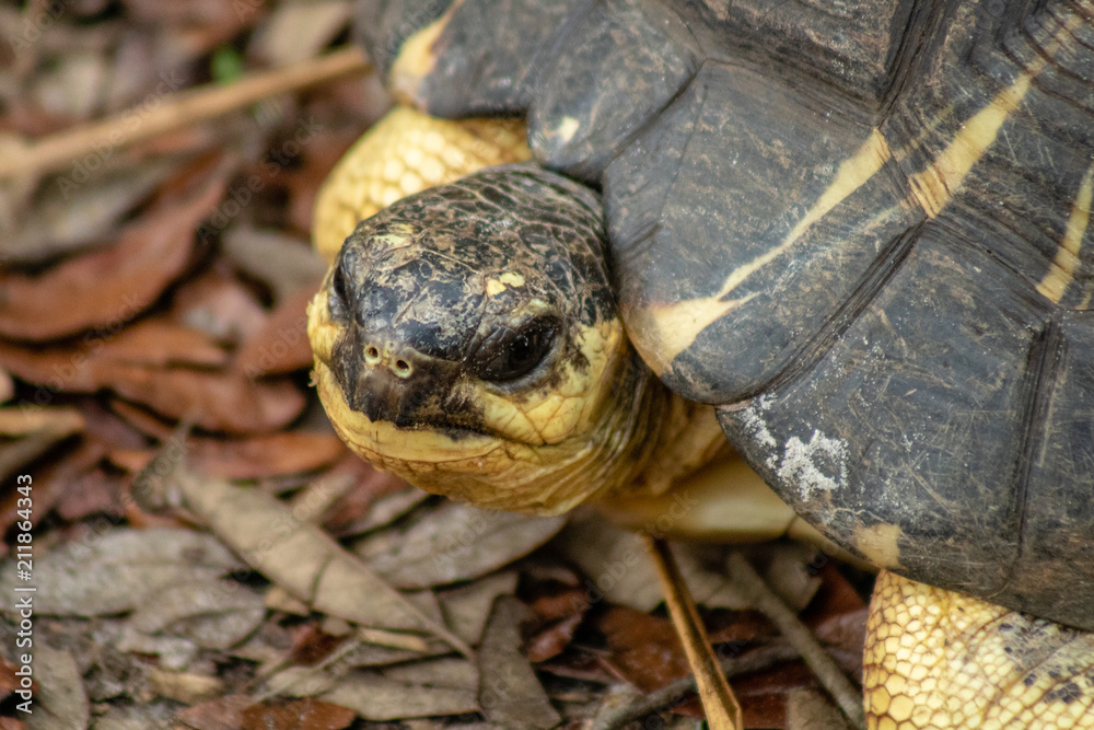 Radiated tortoise Radiated tortoise