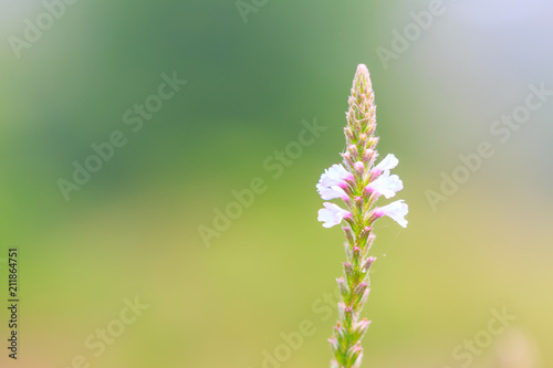 Pale weed flower in nature