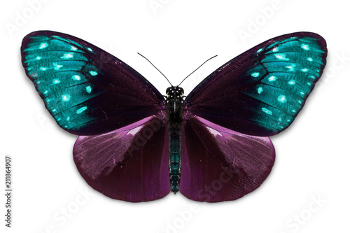 Photography Common Crow (Euploea core) butterfly