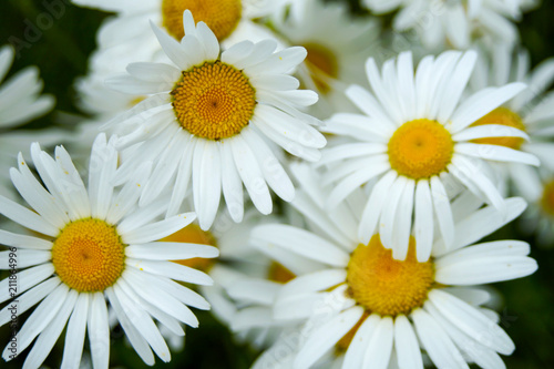 summer flowers  chamomile field  chamomile