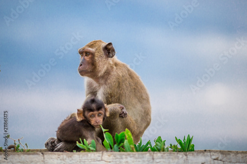 Small Lingling is growing. It is close to its monkey mother. © bangprik