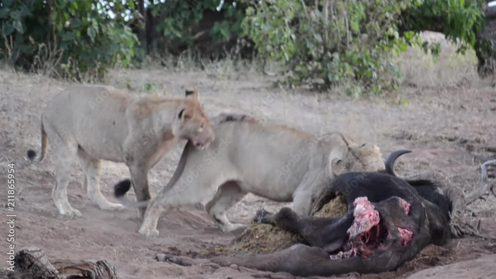 Second Lioness joins another Lioness eating a dead Buffalo Second Lioness joins another Lioness eating a dead Buffalo