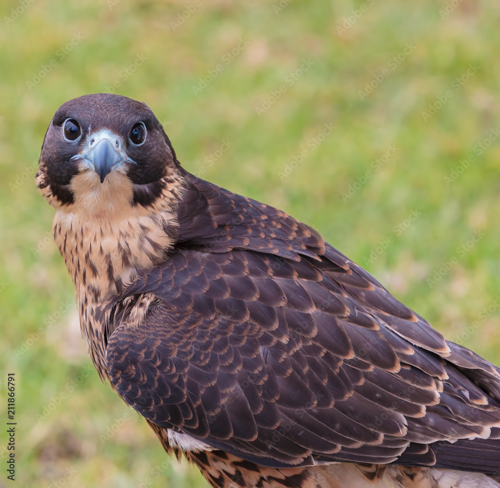 Obraz premium Falcon