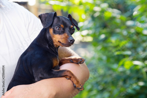 Woman with her little pinscher small dog outside on a park. Outdoors, on a sunny day.