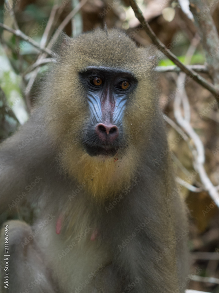 Obraz premium mandrill close-up portrait (Mandrillus sphinx)