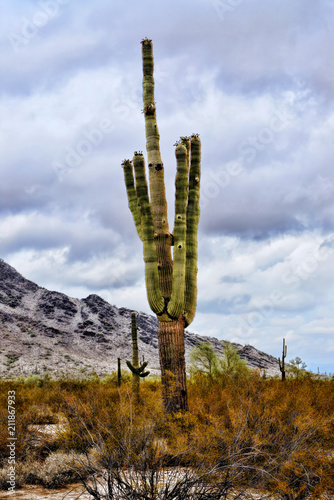 Sonora Desert Arizona Saguaro Cactus San Tan Mountains © Paul Moore