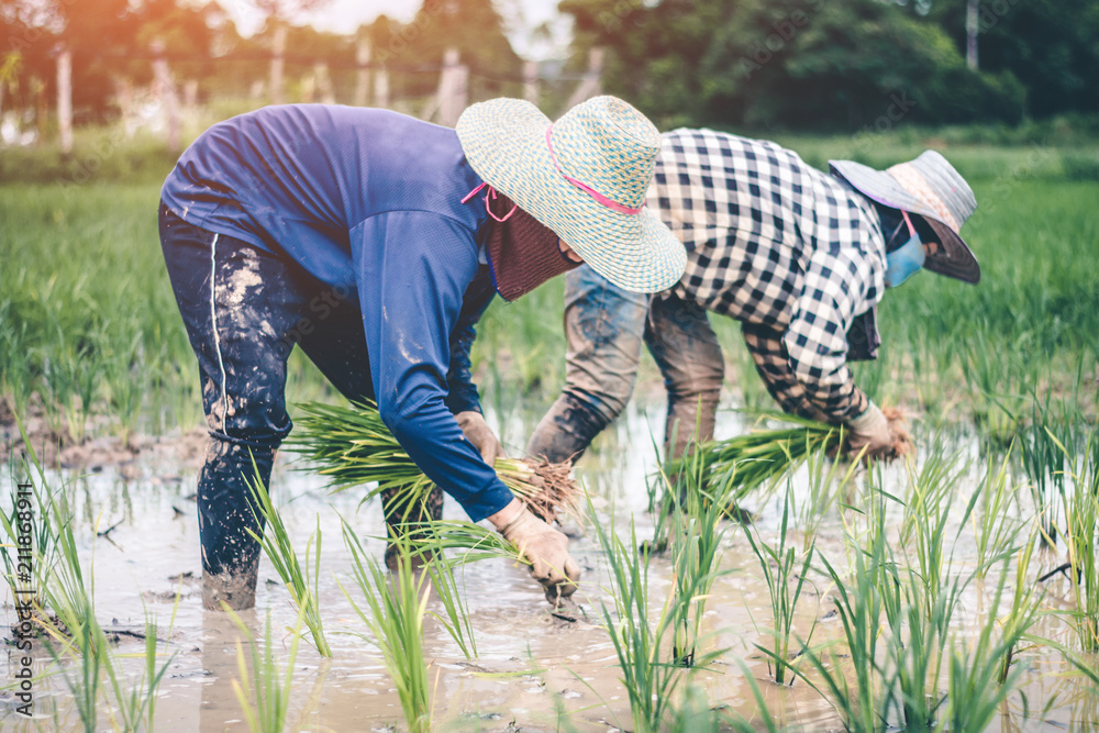 Men being transplant rice seedlings rice in Thailand, concept farmer. Men being transplant rice seedlings rice in Thailand, concept farmer.