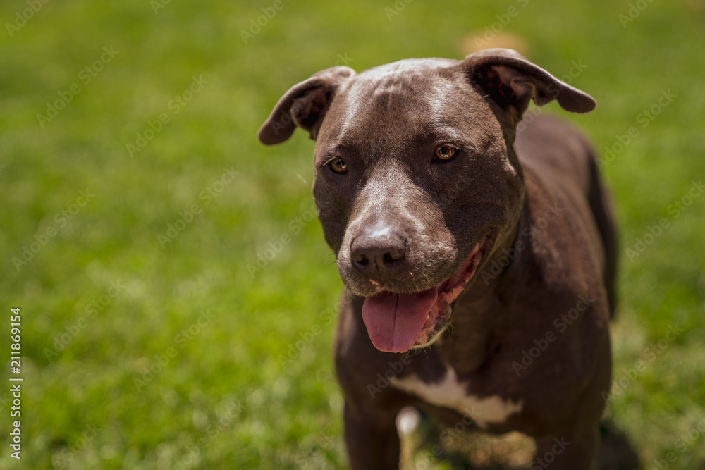 Blue Pitbull Smiling/Panting on Green Grass Portrait