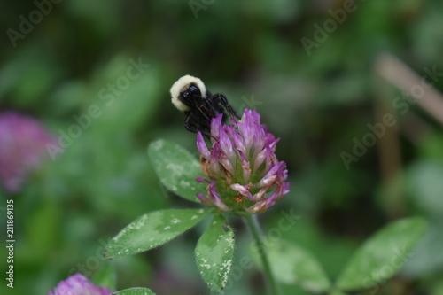 Honeybee