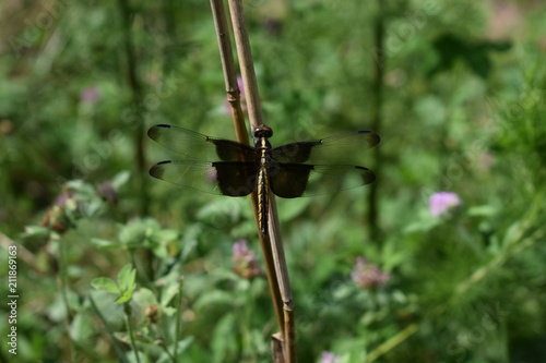 Dragonfly