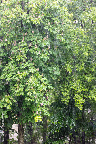 summer heavy rainfall with green trees as background. rainy day in city