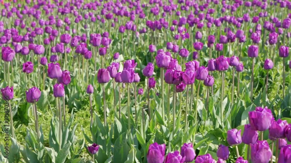 Slow motion video shot at 120fps of some violet colored tulips from the Tulip Festival held in Washington, north of Seattle. Slow motion video shot at 120fps of some violet colored tulips from the Tulip Festival held in Washington, north of Seattle.