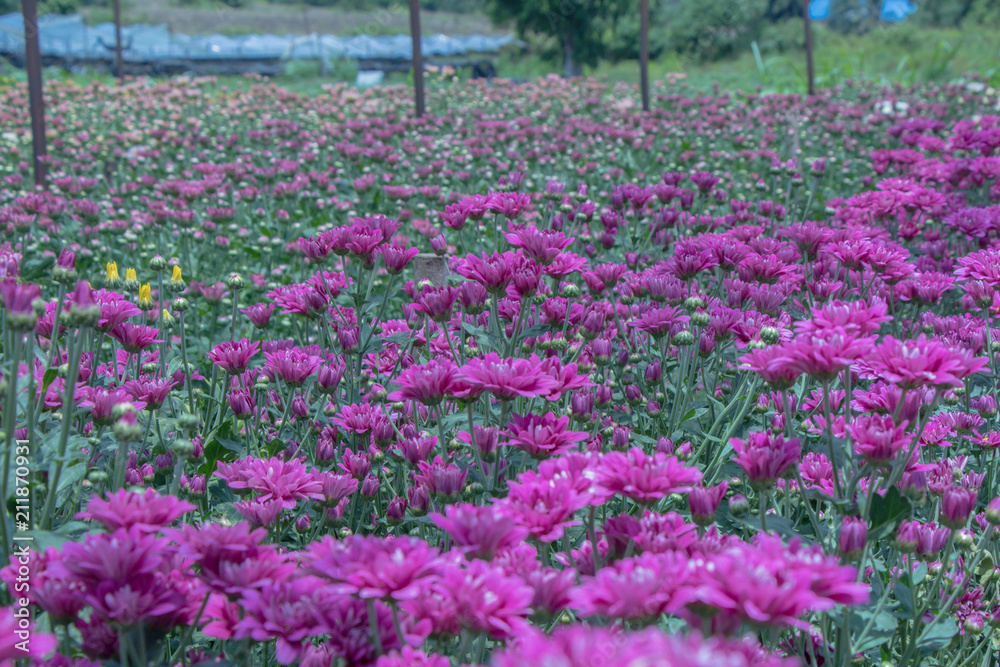 Obraz premium Colorful Chrysanthemum flower.Sometimes called mums or chrysanths in meadow background.(Dendranthemum grandifflora)