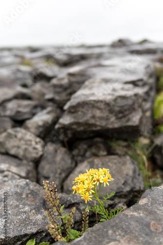 Yellow flower among the clints (limestone blocks) and grikes (eroded cracks) of The Burren, County Clare, Republic of Ireland. photo