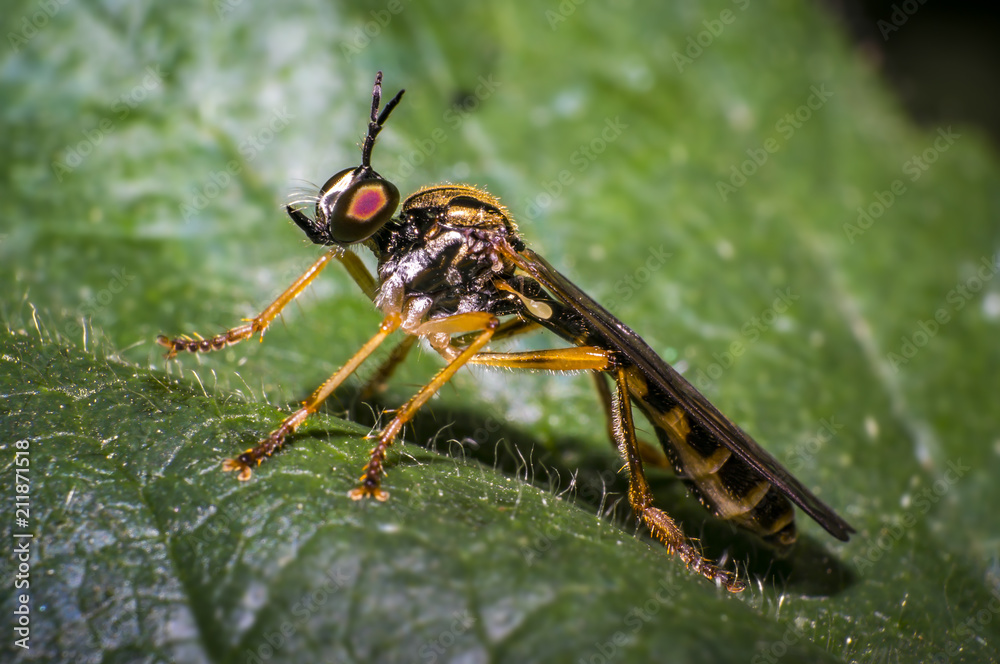 small predator wasp on green leaf in nature forest small predator wasp on green leaf in nature forest
