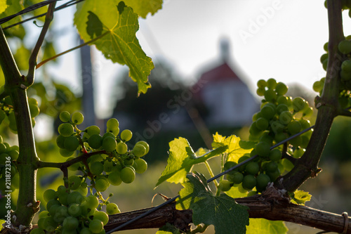 Trauben am Weinstock in der Nahaufnahme mit einem in der fränkischen Region bekanntem Gebäude im Hintergrund photo