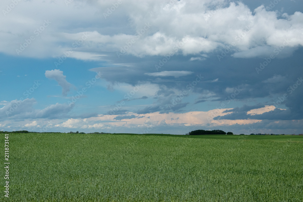 Farm land and canola crops, Saskatchewan, Canada.