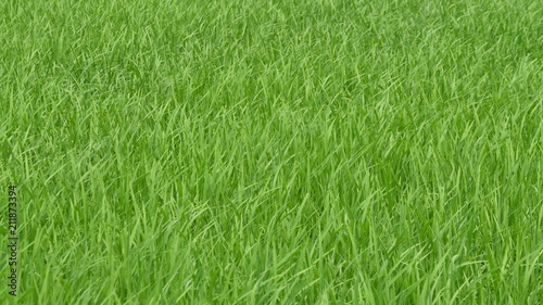 Green Rice field 