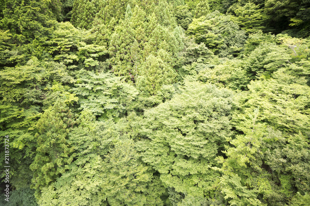 全山新緑 全山新緑